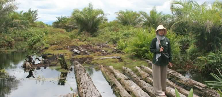 90% des tourbières de Tripa ont été détruites pour produire de l’huile de palme, une perte dramatique pour les orangs-outans Une collaboratrice d’AWF se tient sur des troncs d’arbre dans une tourbière, entourée de palmiers à huile