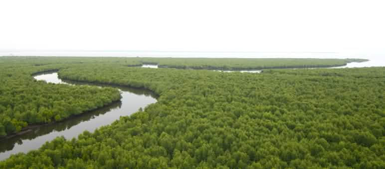 Vue aérienne sur une rivière serpentant au milieu d’une forêt de mangrove
