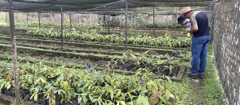 Deux personnes regardent, dans une serre, des plants de cacao placés dans des sacs de culture posés à même le sol