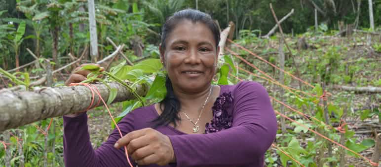 826 peuples indigènes vivent en Amérique du Sud et dans les Caraïbes, dont 305 au Brésil Une femme indigène dans la forêt tropicale