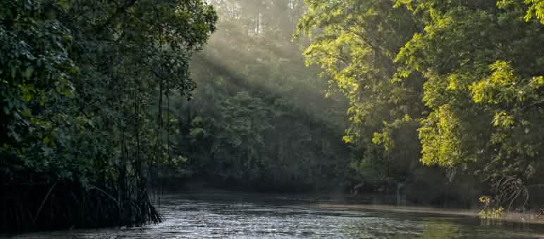© Istockphoto Les rayons du soleil filtrés par les branchages d'arbres se reflètent sur une rivière au coeur de la forêt tropicale