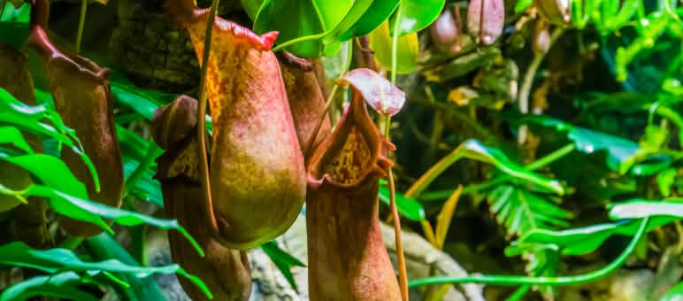Nepenthes