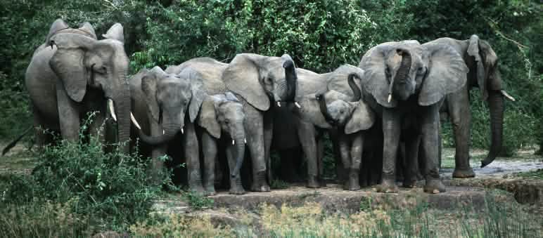 Eléphants du Sri Lanka (source: mongabay.com) Troupeau d’éléphants dans le parc national de Murchison Falls en Ouganda