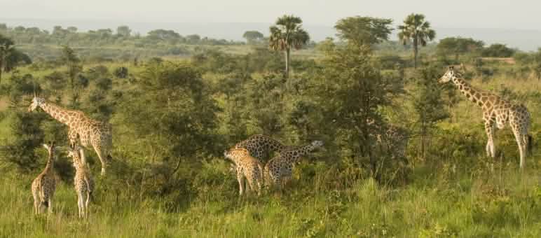 Girafes dans le parc national de Murchison Falls en Ouganda