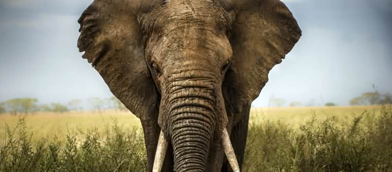 Les adeptes de la chasse aux trophées s’attaquent aux animaux particulièrement imposants Un éléphant d’Afrique dans la savanne
