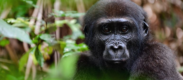 Des gorilles des plaines de l’Ouest vivent dans le parc national de Conkouati-Douli Gorille des plaines de l’Ouest (Gorilla gorilla gorilla)