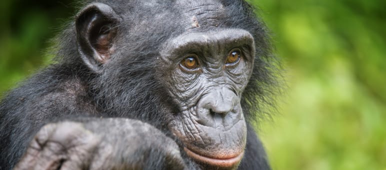 L’habitat des bonobos, l’une des quatre espèces de grands singes, doit être préservé Un bonobo