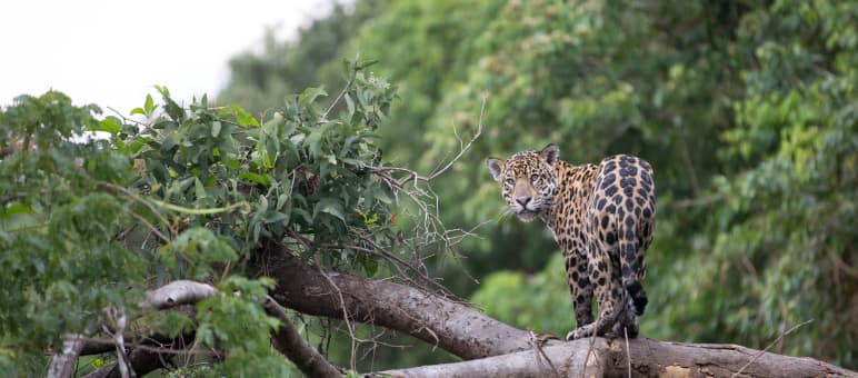 Un jaguar de dos tourne sa tête regarde en direction de la caméra depuis un arbre tombé dans la forêt tropicale