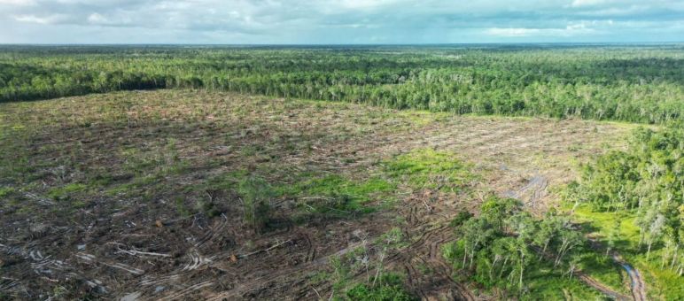Photo aérienne d’une zone déboisement, avec la forêt tropicale en arrière-plan