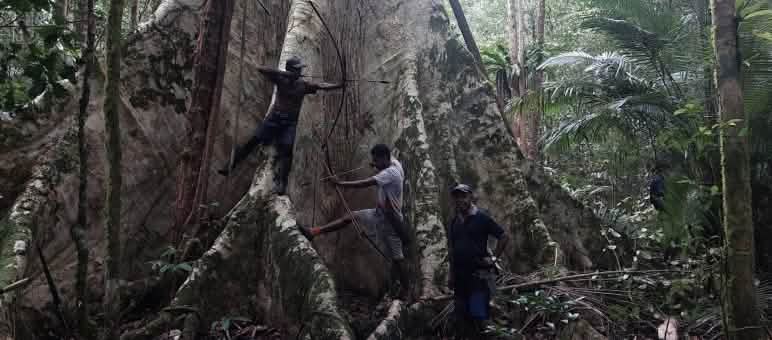 Trois hommes au pied d’un arbre géant