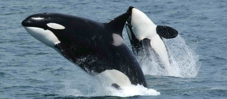 L’habitat de 75 orques est menacé Deux orques