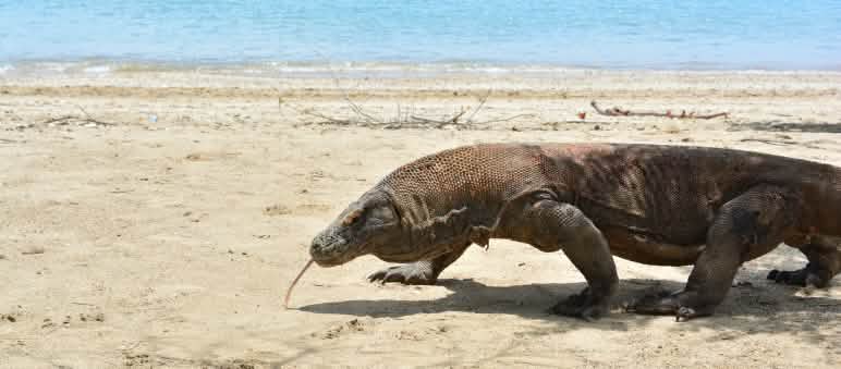 L’UICN vient de classer le dragon de Komodo comme espèce "en danger" Un dragon de Komodo marche sur une plage
