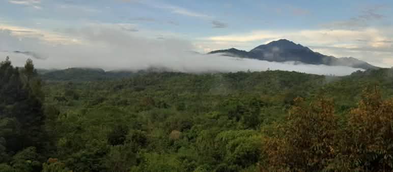 Panorama de la forêt tropicale sur une montagne
