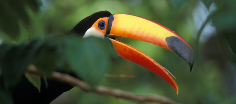 Un toucan géant assis sur une branche dans la forêt tropicale