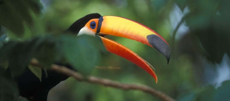 Un toucan géant assis sur une branche dans la forêt tropicale