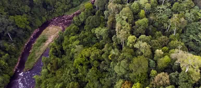 L’écosystème de Leuser abrite les forêts tropicales à la plus riche biodiversité d’Indonésie Vue aérienne d'une rivière dans l'écosystème de Leuser