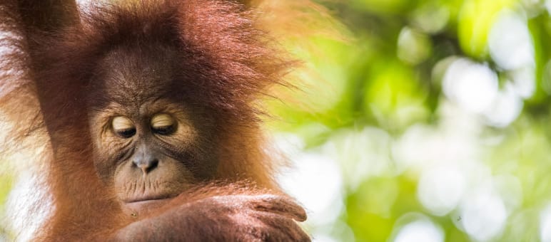 L’orang-outan est menacé de disparaitre à cause de l’huile de palme Orang-outan