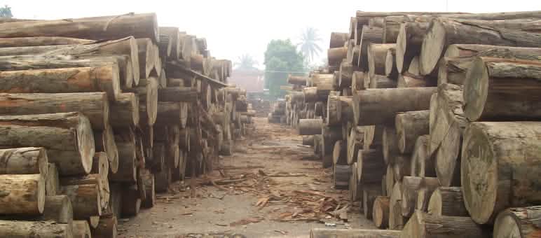 Le bois tropical abattu illégalement en Indonésie bientôt de retour sur le marché mondial ? Troncs d’arbres coupés