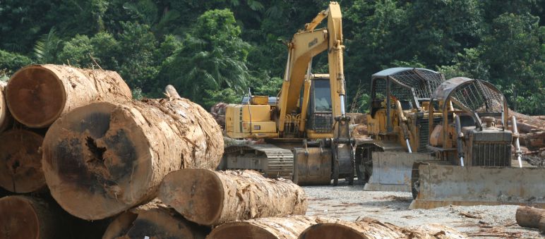 En Malaisie, critiquer le déboisement pourrait bientôt faire l’objet de poursuites pour diffusion de « fausses informations » Abattage de bois en Malaisie
