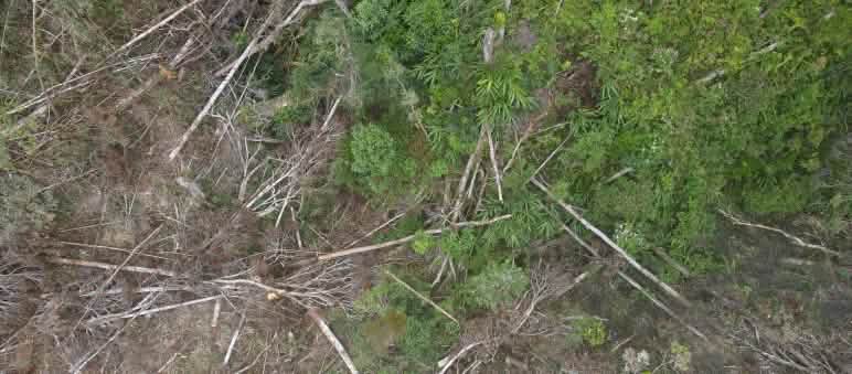 Déforestation pour la mine de nickel du géant minier brésilien  PT Vale