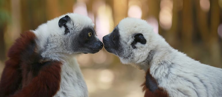 Deux Sifaka (Propithecus coquereli) à Madagascar