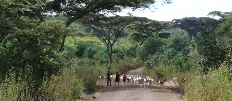 Des Masaï avec un troupeau de chèvres sur un sentier traversant une forêt clairsemée