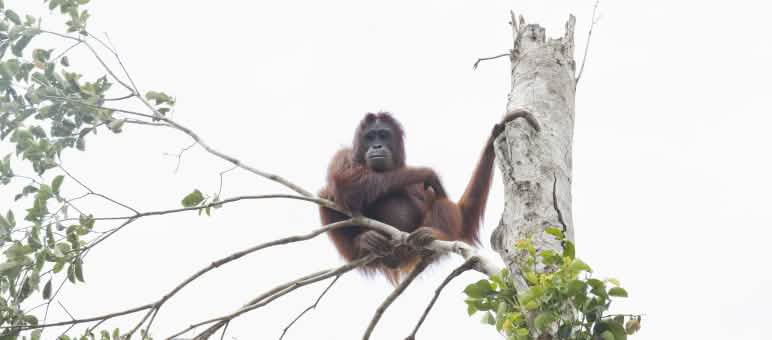 Les orangs-outans sont proches de l’extinction Un orang-outan dans un arbre