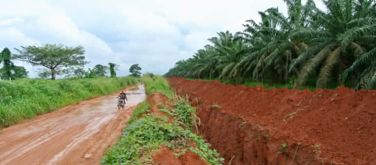 Okomu Oil Palm Company (OOPC) a creusé une profonde tranchée autour de sa plantation Tranchée autour de la plantation de palmiers à huile de l’entreprise Okomu Oil Palm Company (OOPC) au Nigeria