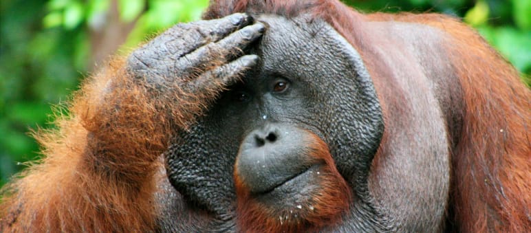 Un orang-outan se touche la tête et regarde au loin, l’air pensif