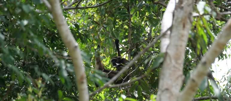 Un gibbon caché dans un arbre