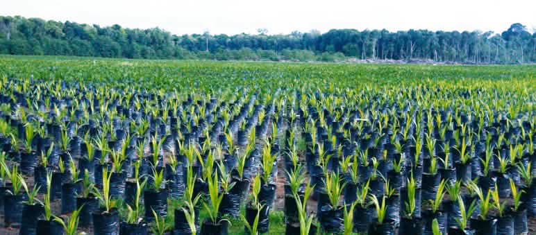 Des milliers de plants prêts pour établir de nouvelles plantations de palmiers à huile dans la forêt tropicale Plantation de palmiers à huile à Bornéo, Indonésie