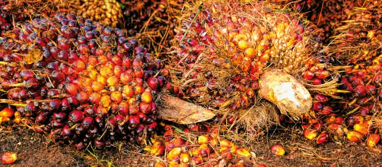 Une plainte internationale a été déposée contre la certification RSPO Fruits de palmier à huile