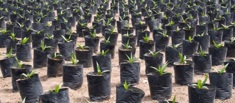 L'huile de palme nuit à l'environnement et aux êtres humains Pépinière de palmiers à huile