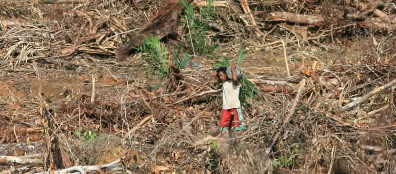 Les forêts de Sumatra, Bornéo et Papouasie doivent être préservées ! Plantation de palmiers à huile en Papouasie