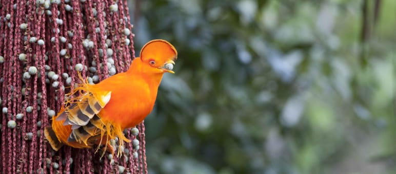La Guyane abrite d’innombrables espèces animales, dont le magnifique coq-de-roche orange Coq-de-roche orange (Rupicola rupicola)