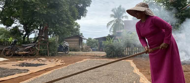 Les grains de poivre sont répartis sur de grandes nattes pour y sécher