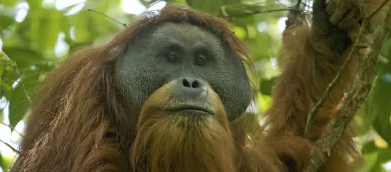 Un des 800 orangs-outans de Tapanuli dans la forêt de Batang Toru Pongo tapaluniensis