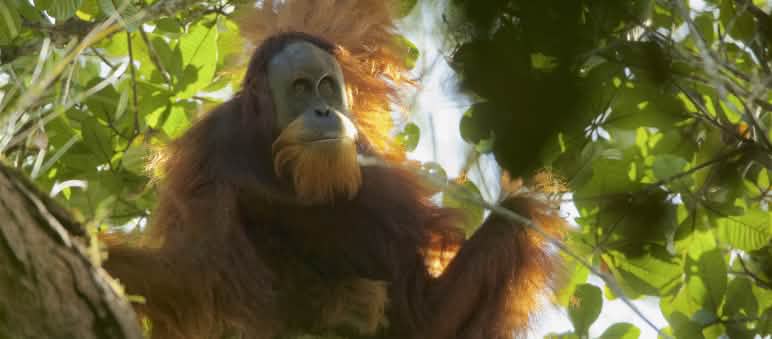 Des juges de l’État de Medan ont peut-être scellé le sort de l’orang-outan de Tapanuli Orang-outan de Tapanuli (Pongo Tapanuliensis)