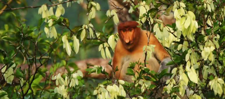 Singe nasique dans un arbre