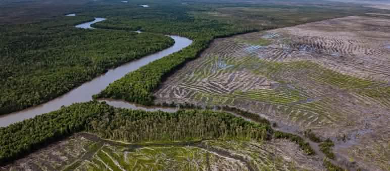 Vue aérienne de la forêt sur la rive gauche du fleuve et des terres déboisées sur la rive droite