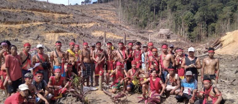 Les indigènes Dayak posent au milieu de la forêt coupée à blanc