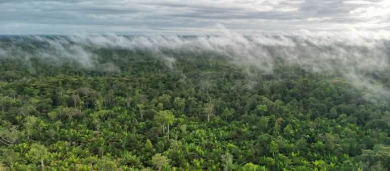 Nuages et brouillard sur la forêt vierge de Boven Digoel en Papouasie (Indonésie)
