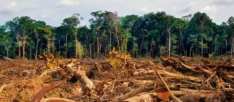 La déforestation augmente le risque de nouvelles épidémies Forêt tropicale défrichée au premier plan et préservée à l’arrière-plan