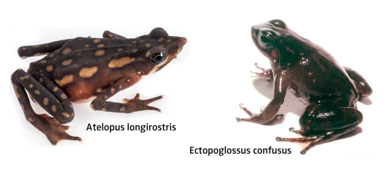 Photomontage de deux espèces menacées d’amphibiens, paru dans le bulletin trimestriel Regenwald Report 1-21