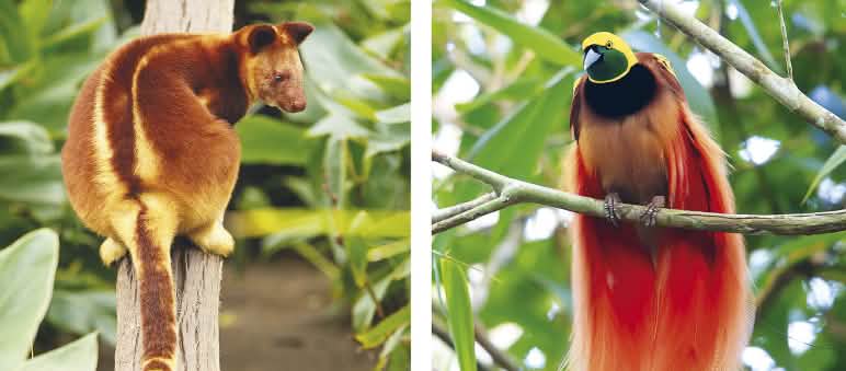 Collage biodiversité Papouasie