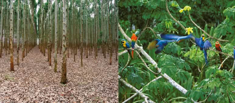Montage photo : une plantation d’arbres et, à côté, une image illustrant la biodiversité de la forêt