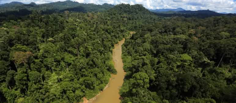 Vue en plongée d’ne rivière dans la forêt tropicale de Bornéo