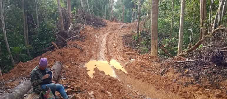 La société Junan Wood est accusée d’avoir illégalement rasé des arbres dans la forêt Dayak.