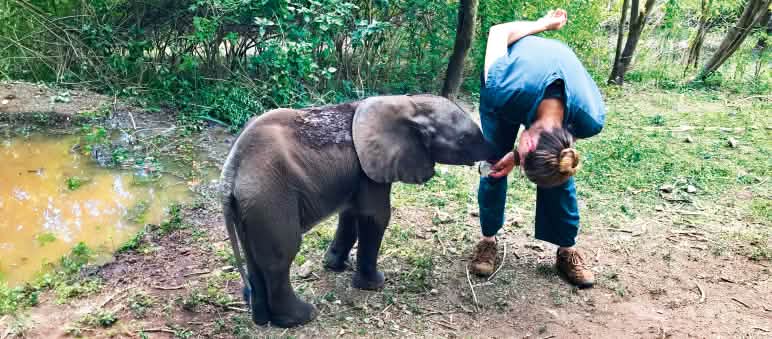L’éléphantelle Savannah