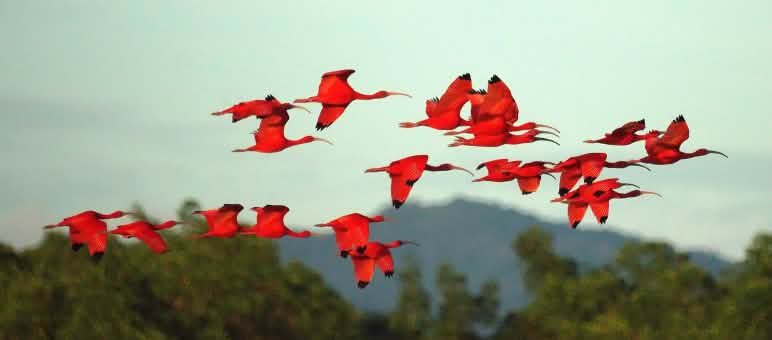 Le Brésil projette la construction d’un port sur l’île protégée de Cajual, un important lieu de nidification des ibis rouges Un groupe d’ibis rouges en vol